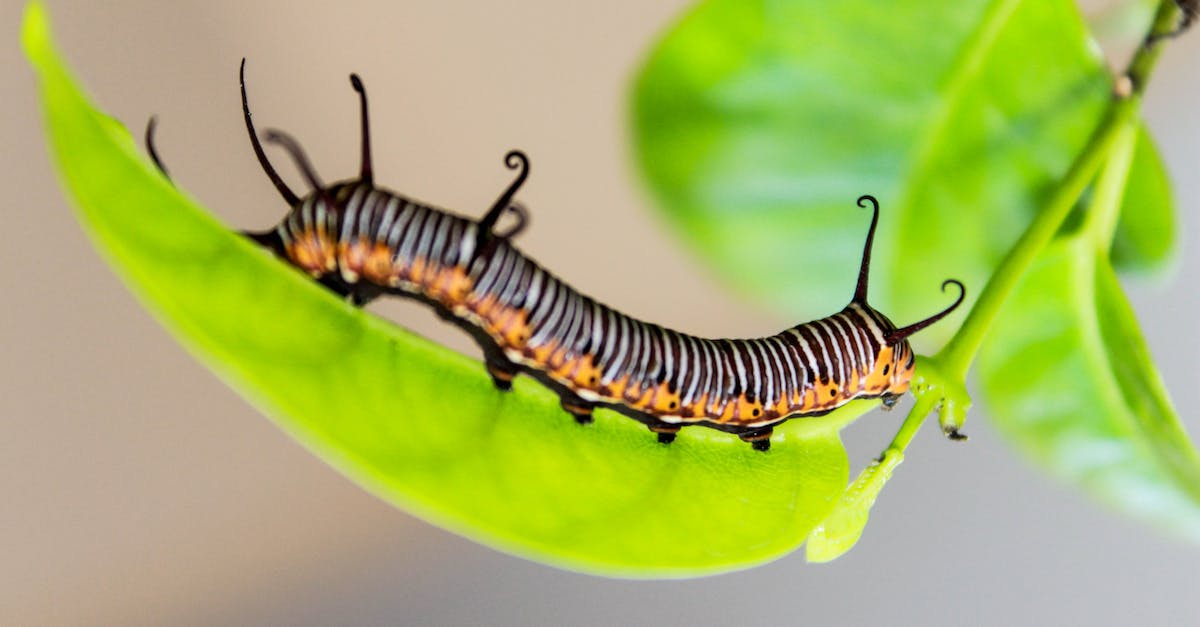 El filipino Vellneth Naldosa ganó el concurso mundial de buscadores de gusanos y lombrices