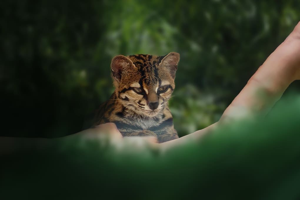 Rol ecológico de jaguares y pumas explicado por Max van Rijswijk