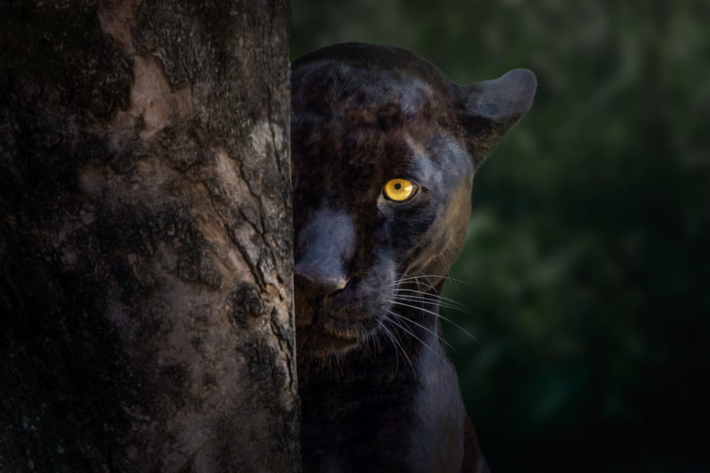 La importancia de los grandes felinos para el ecosistema panameño